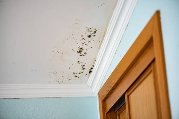 Best Home Mold Removal  in Pymatuning Central, PA