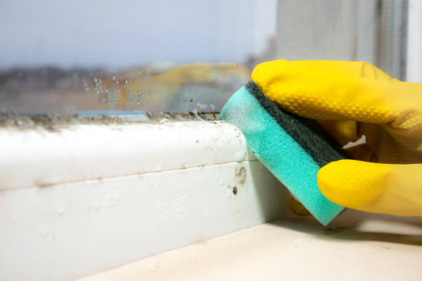 Best Mold Removal Company Near Me  in Pymatuning Central, PA